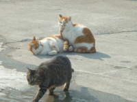 道南函館は快晴。ポカポカ陽気で猫達も久々の日光浴。