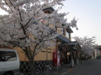 早起きオヤジ　早朝の五稜郭公園は桜満開！