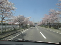 早起きオヤジ　道南北斗市の桜名所めぐり！