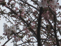 道南函館  山の手温泉の桜が咲いていました。