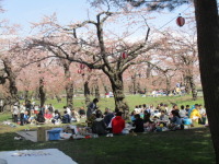 道南函館 五稜郭の桜が開花しました。