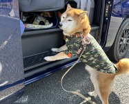 ペットとの車内生活をより快適に！キャラバンにパーツをプチカスタム