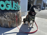 ワンちゃんと一緒にオグショーへ遊びに来ませんか？？